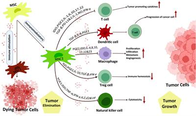 New insights in application of mesenchymal stem cells therapy in tumor microenvironment: pros and cons